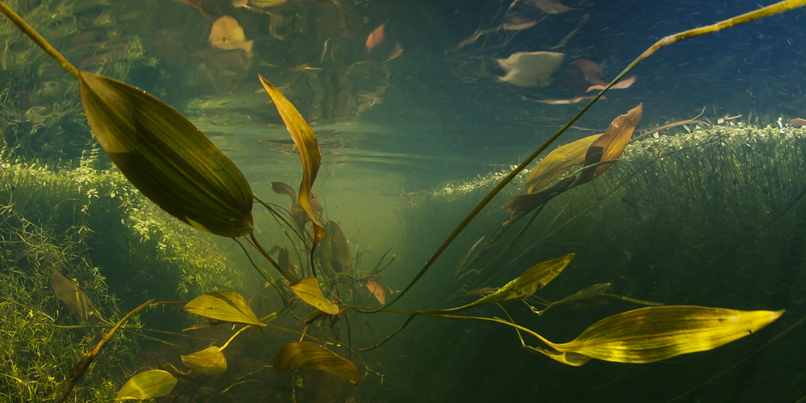 Underwater plants in clear freshwater
